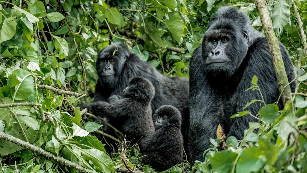 Gorilla trekking
