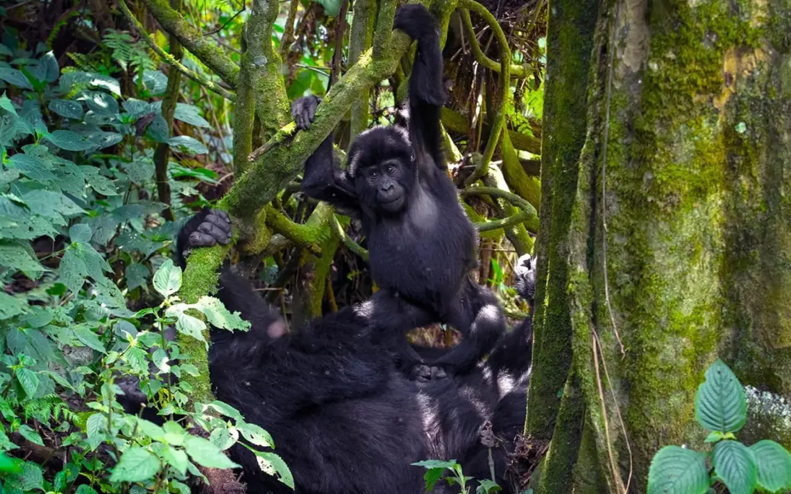 Gorilla trekking