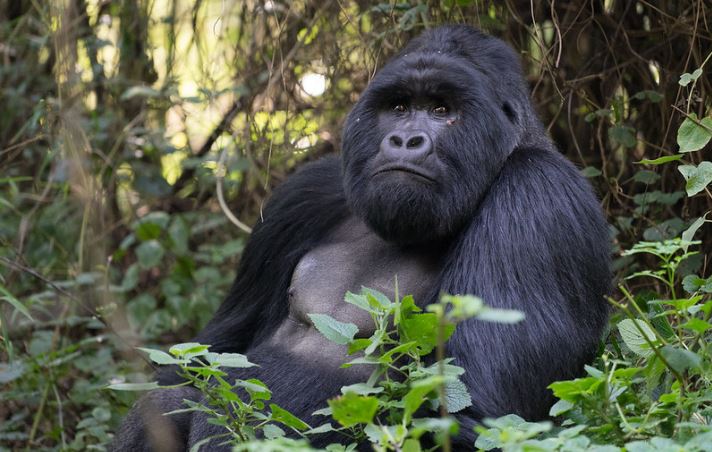 Gorilla trekking