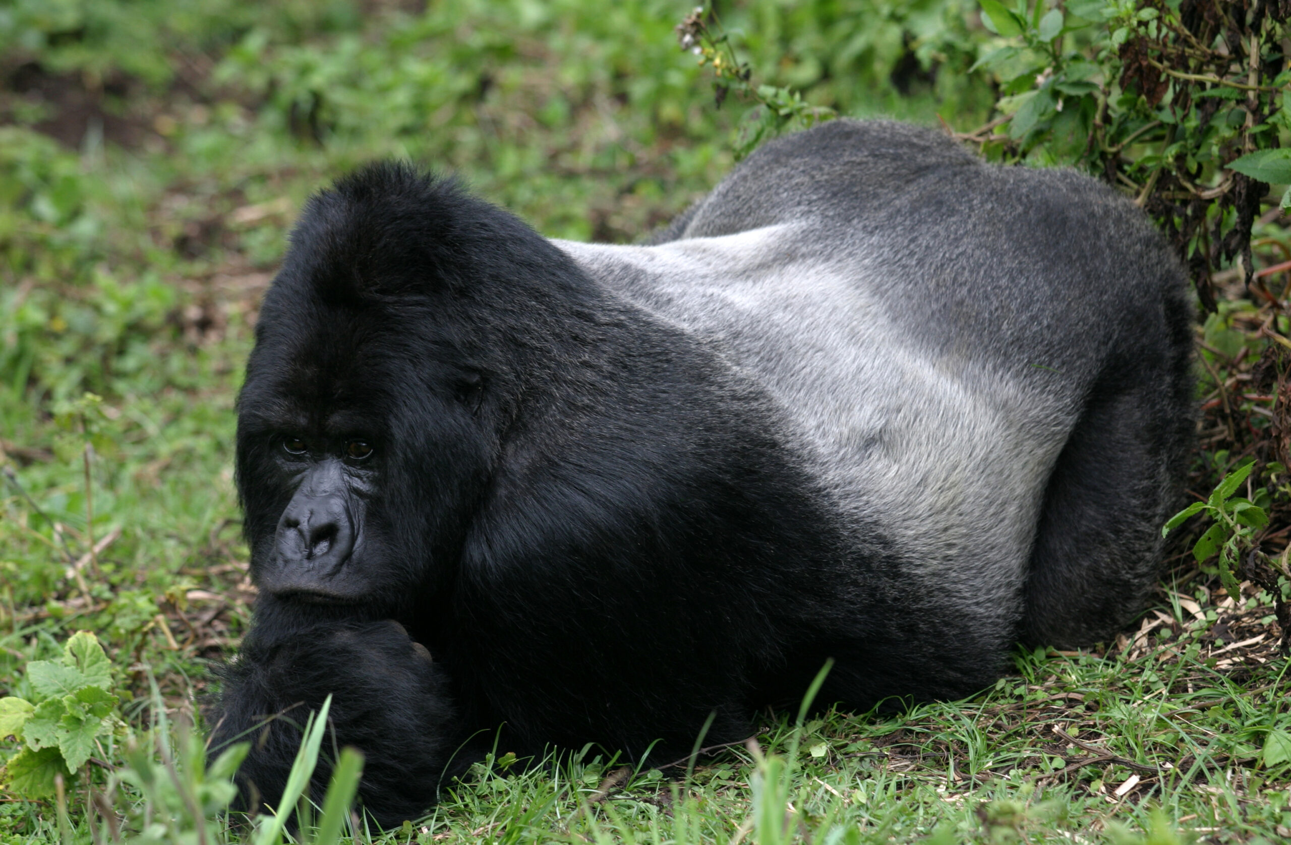 Gorilla trekking
