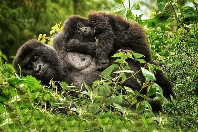 Gorilla trekking