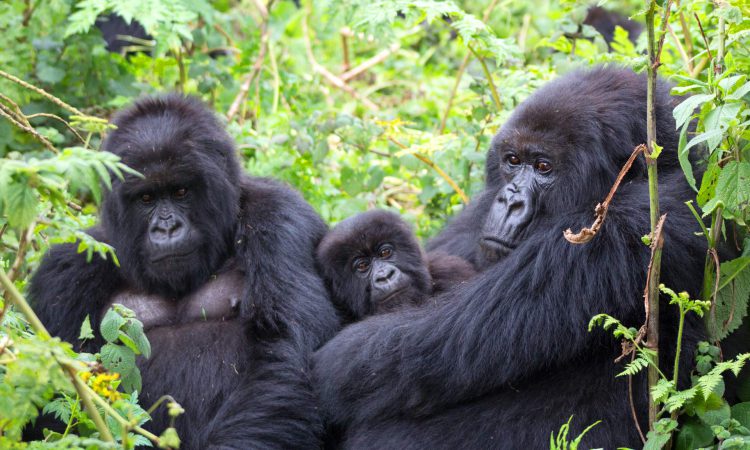 Bwindi impenetrable National Park